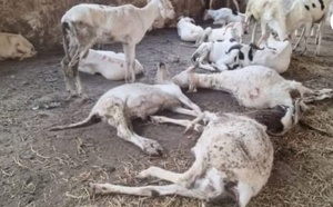 Tabaski à Bignona : les moutons livrés par la DER meurent en masse, colère des bénéficiaires